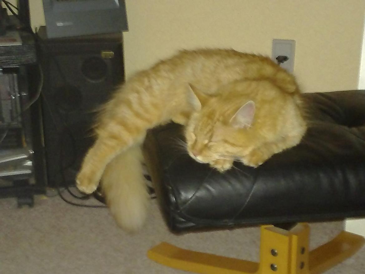 Maine Coon Nala - Living... nåh nej... sleping on the edge billede 15