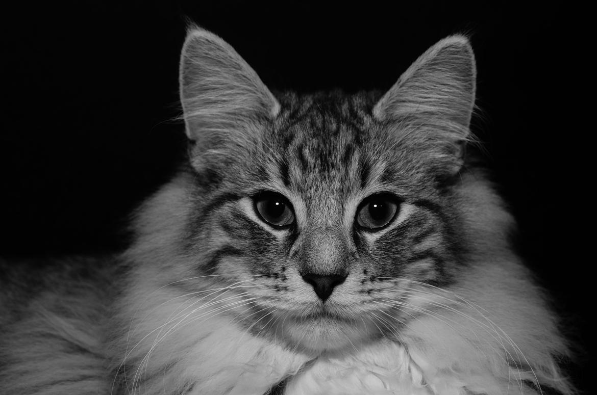 Norsk Skovkat DK Zalethco´s Xavi billede 1