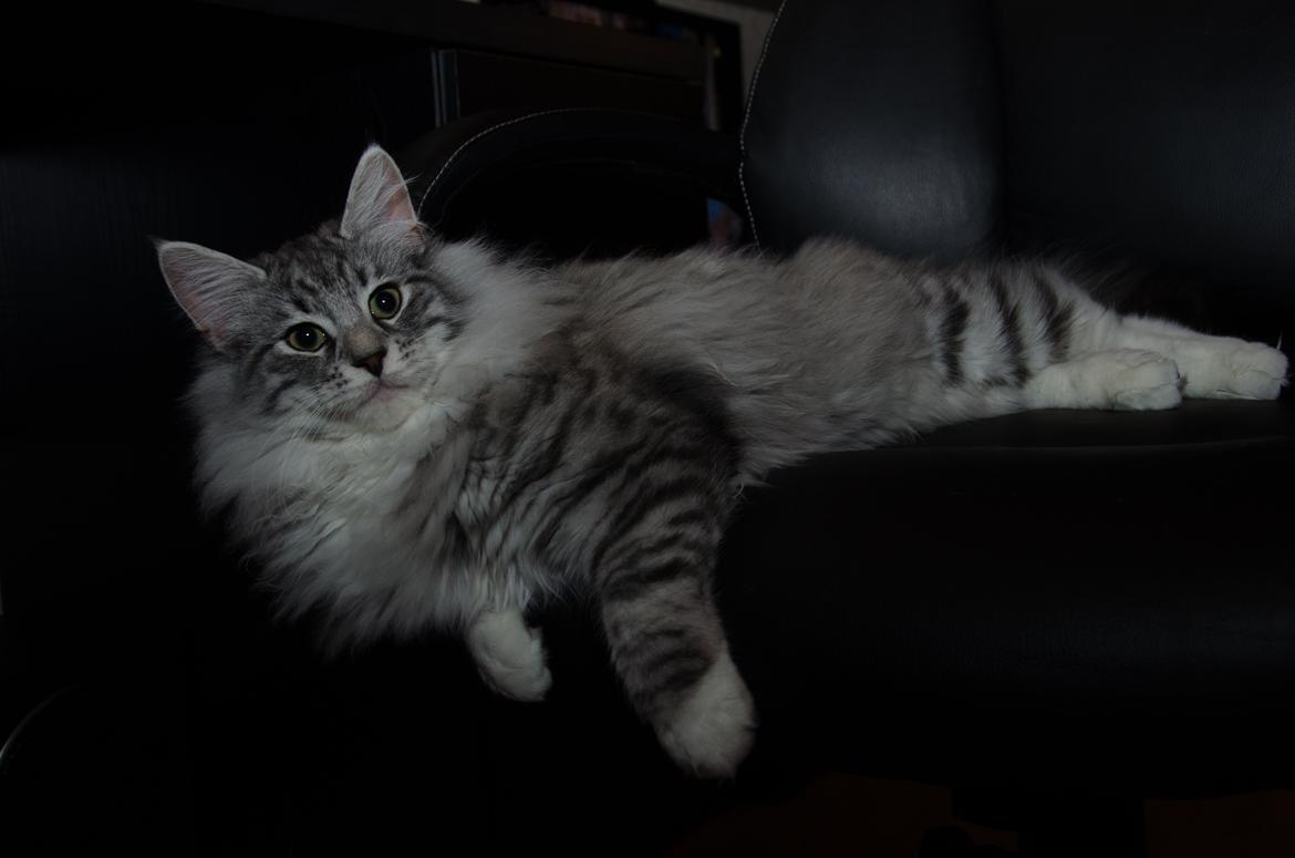 Norsk Skovkat DK Zalethco´s Xavi billede 2