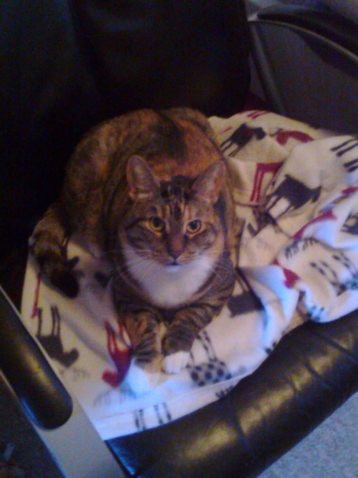 Huskat freja billede 13