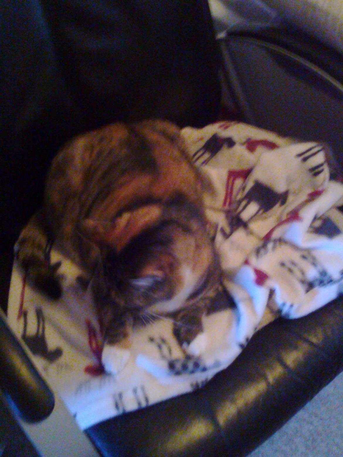 Huskat freja billede 14