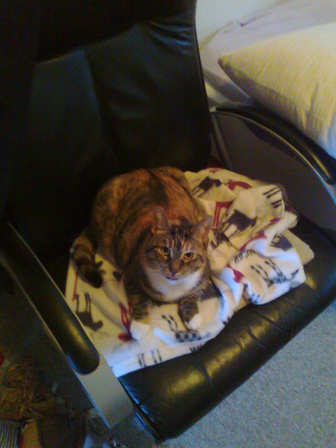 Huskat freja billede 15