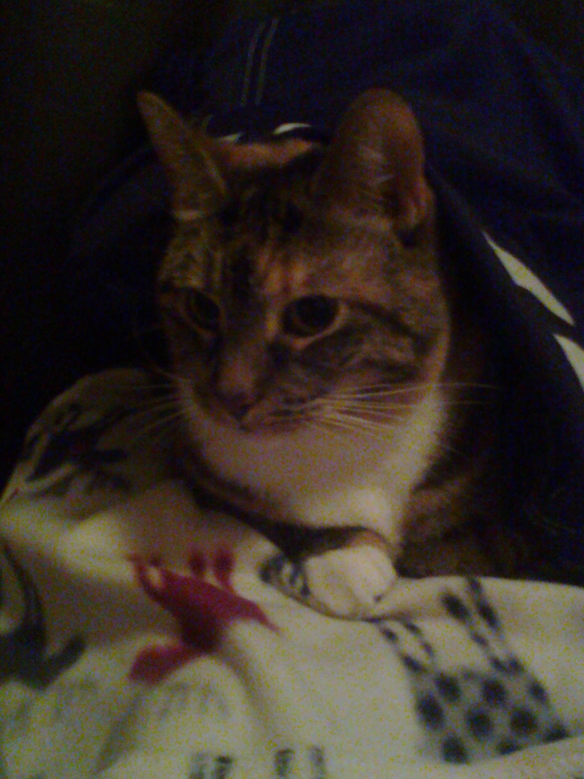 Huskat freja billede 17