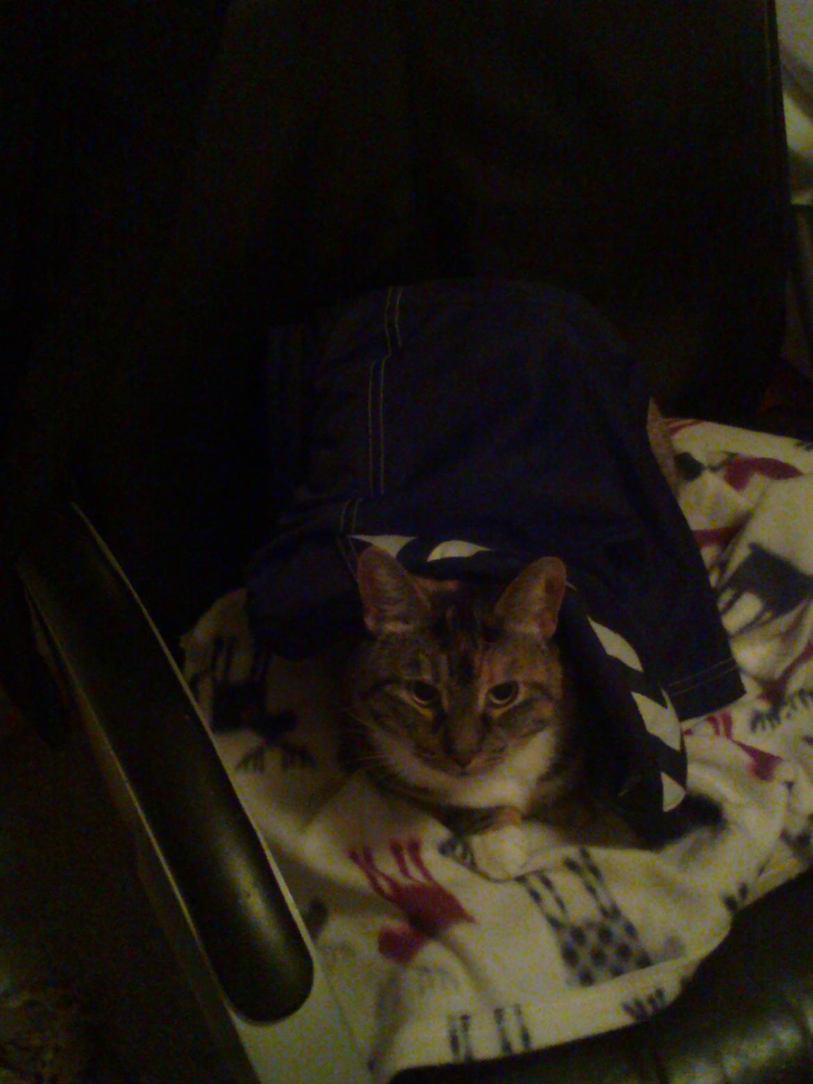 Huskat freja billede 18