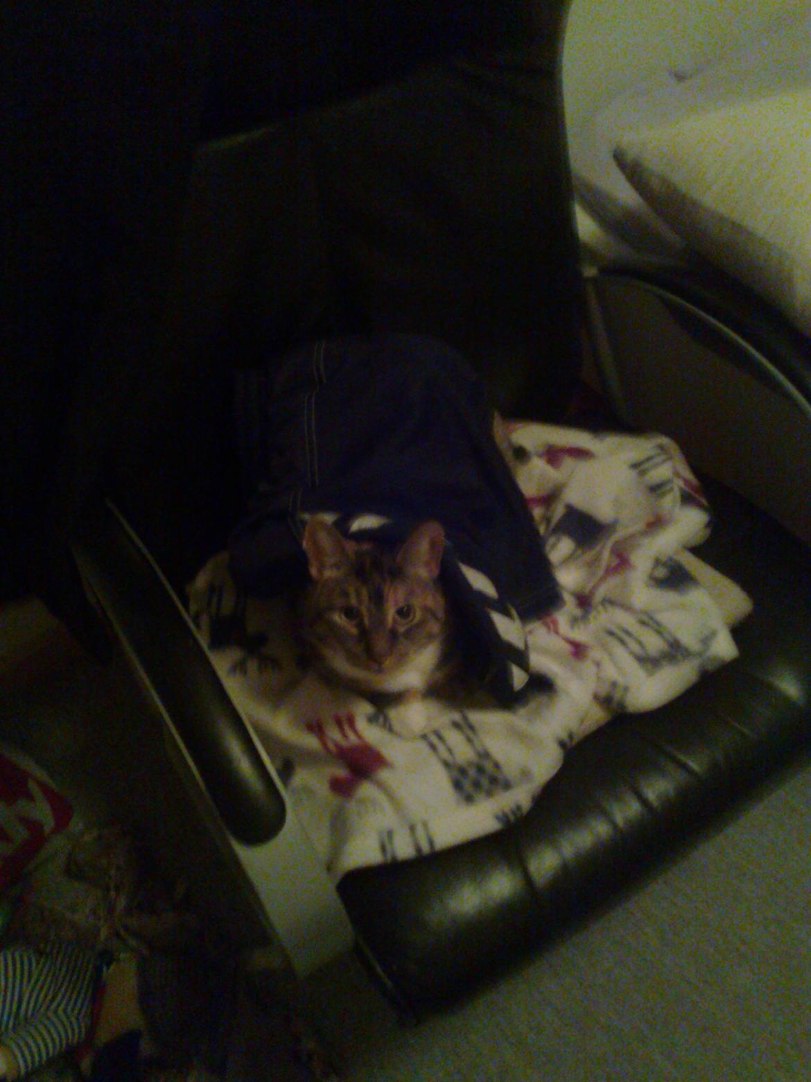 Huskat freja billede 19