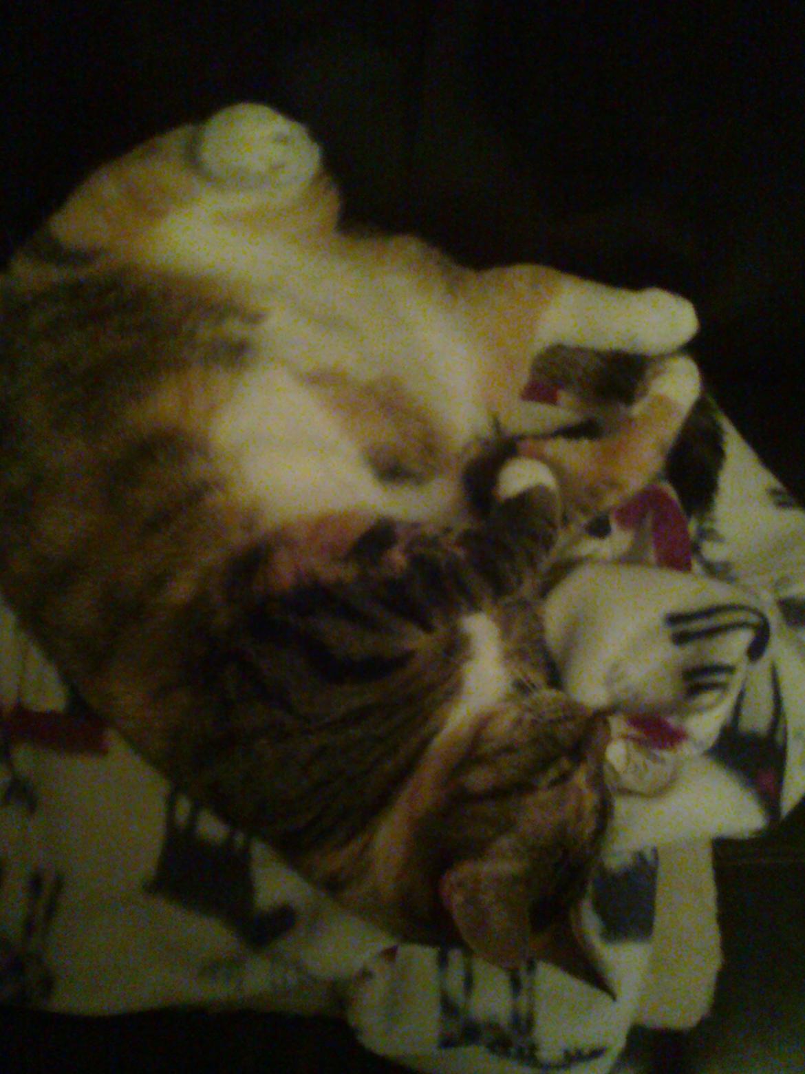 Huskat freja billede 20