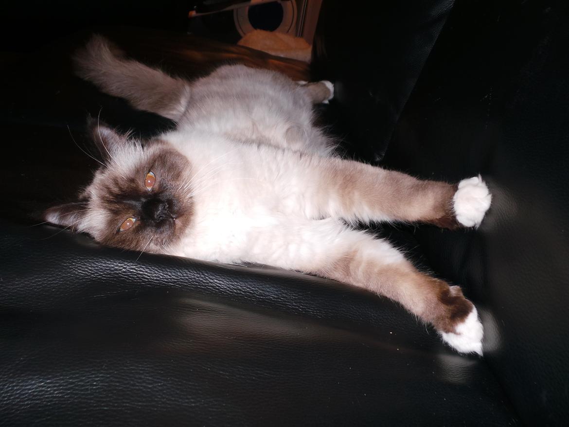 Hellig Birma Ferdinan billede 6