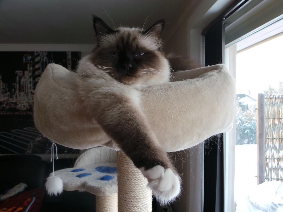 Hellig Birma Ferdinan billede 4