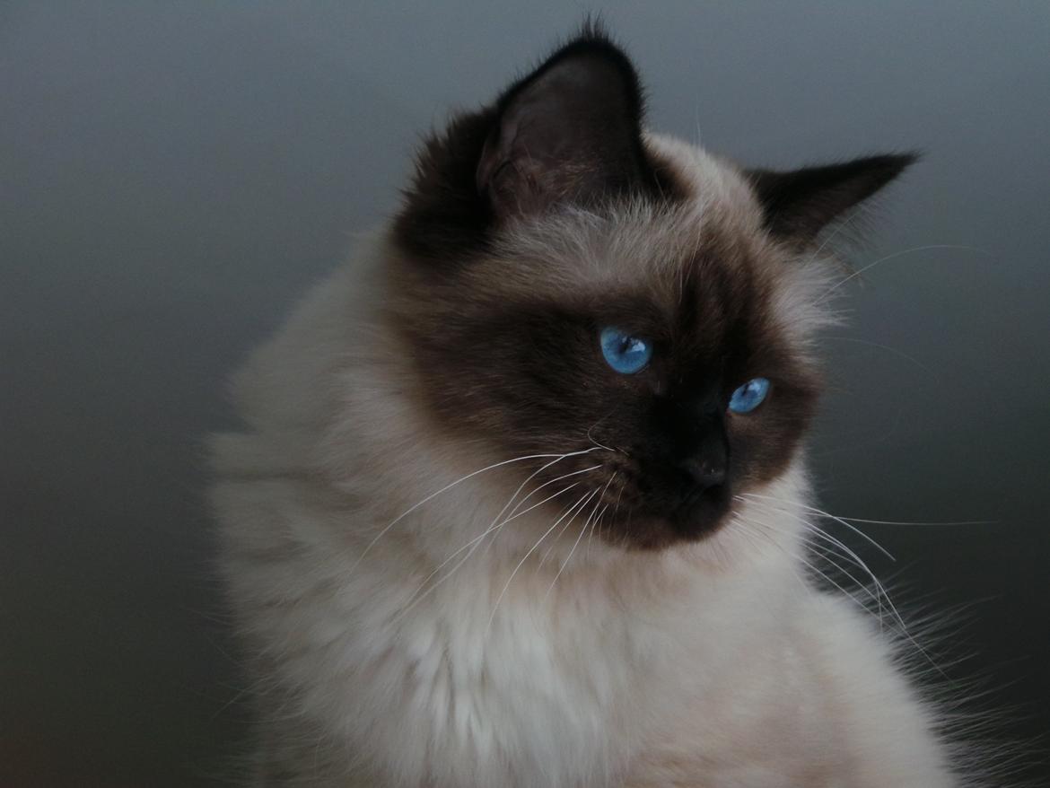 Hellig Birma Ferdinan billede 1