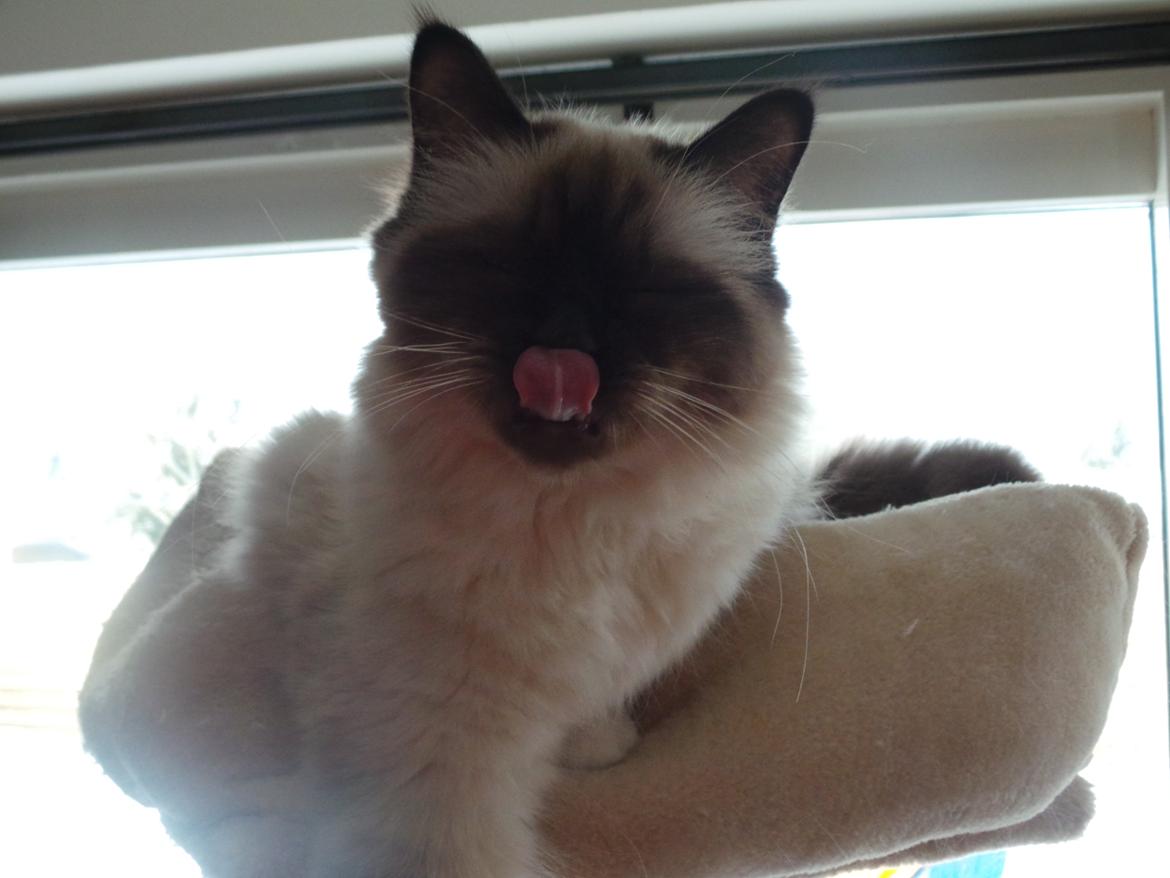 Hellig Birma Ferdinan billede 2