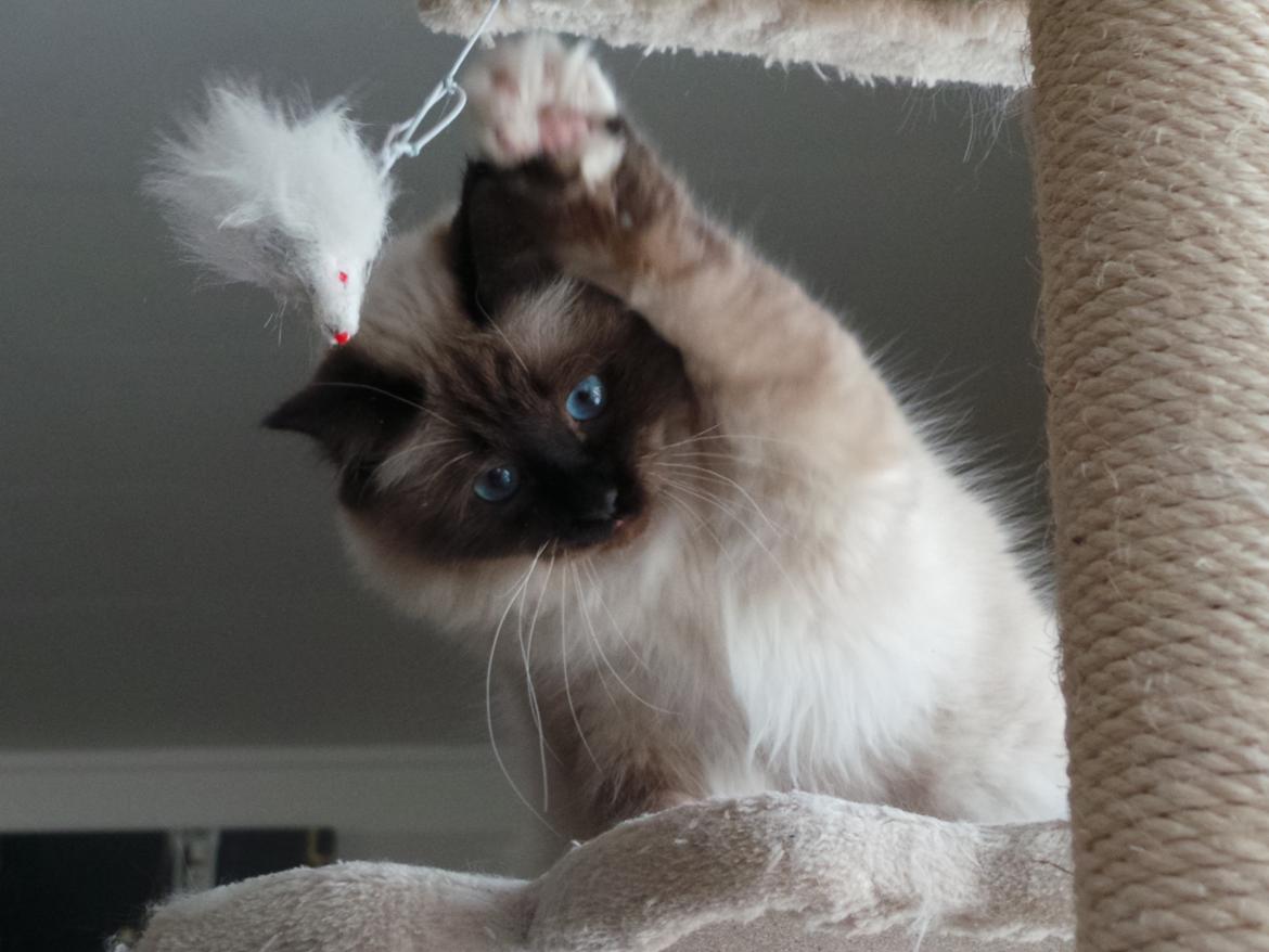 Hellig Birma Ferdinan billede 5