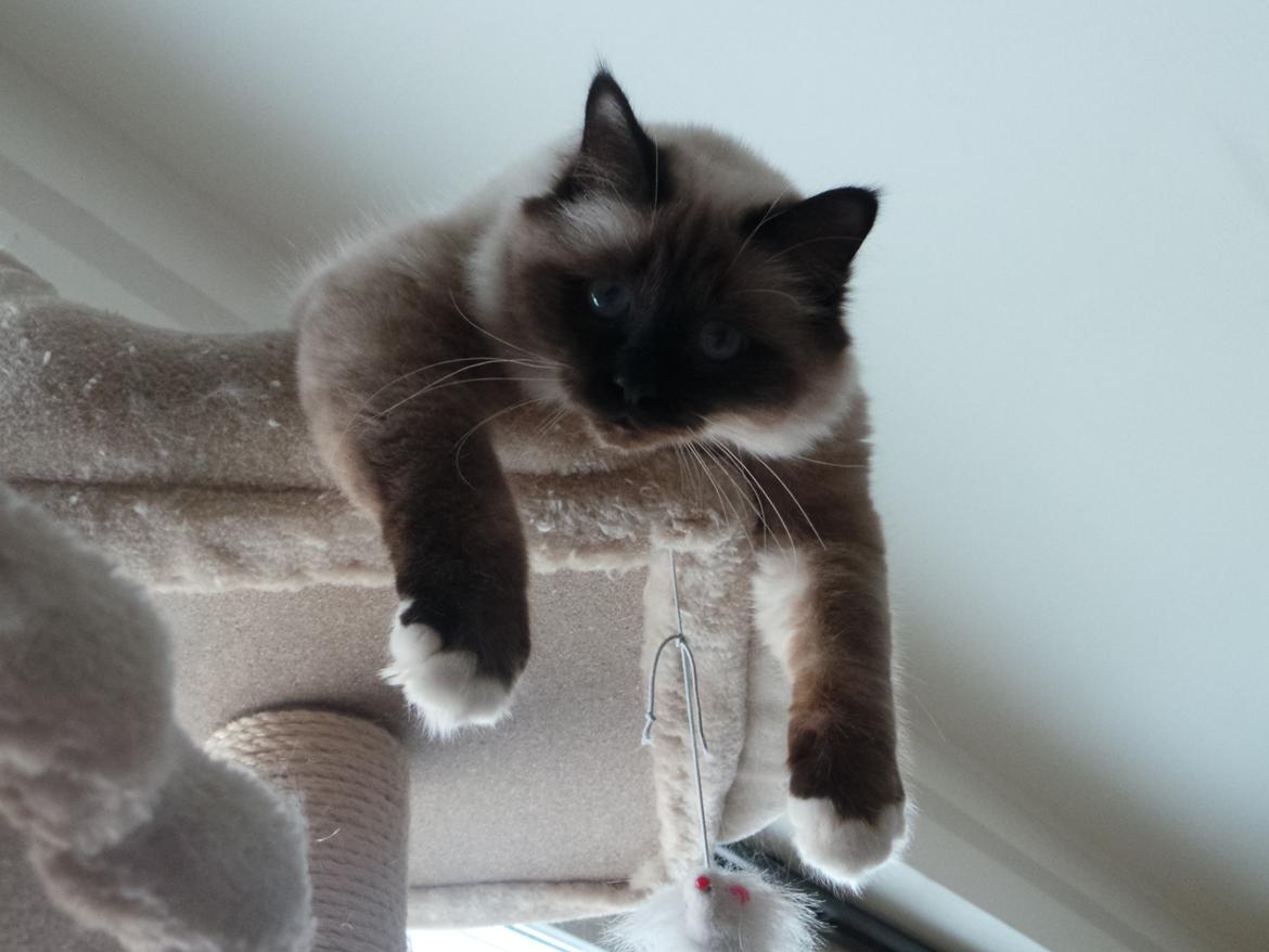 Hellig Birma Ferdinan billede 3