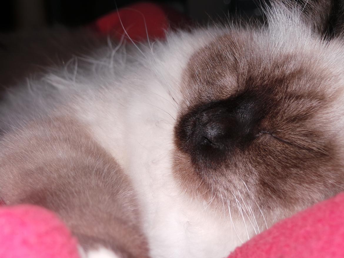 Hellig Birma Bailey billede 8