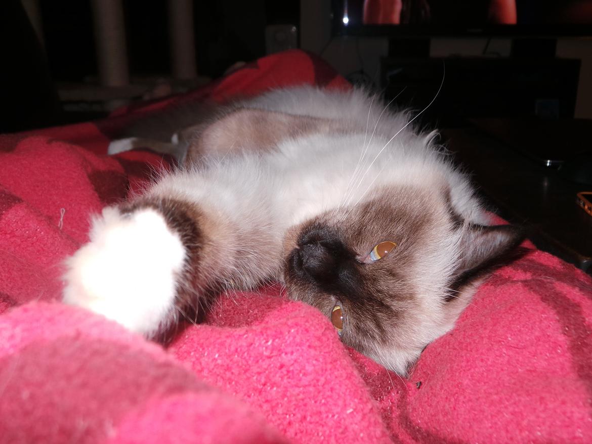 Hellig Birma Bailey billede 6