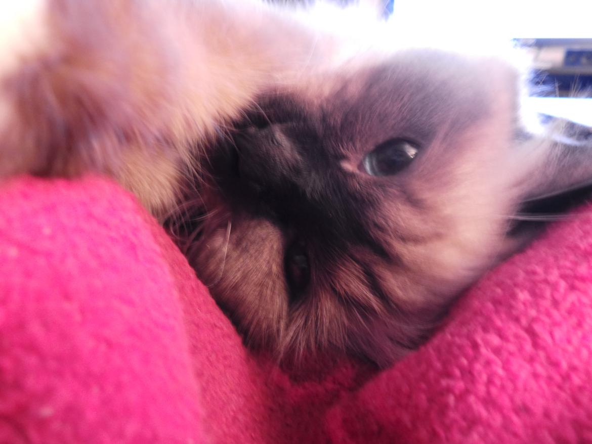 Hellig Birma Bailey billede 3