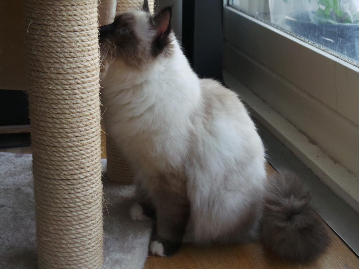 Hellig Birma Bailey billede 4