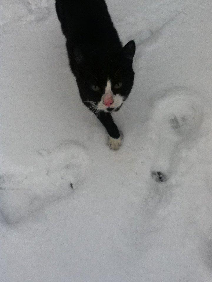 Blanding af racer Tarzan  billede 1