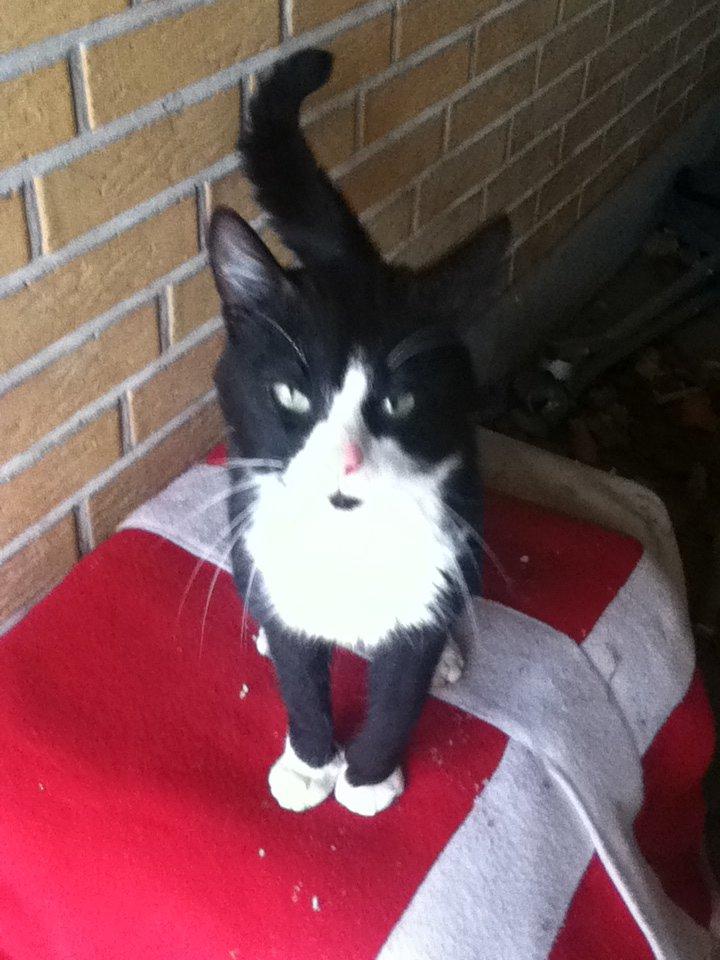 Blanding af racer Tarzan  billede 2