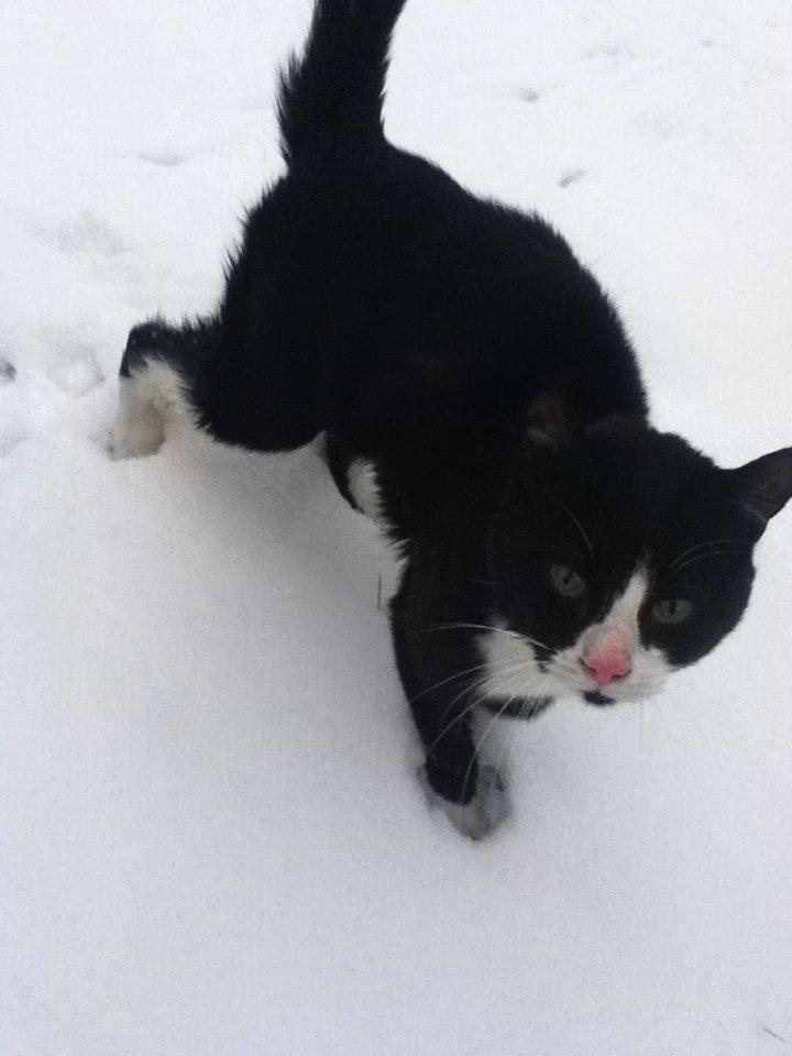 Blanding af racer Tarzan  billede 3