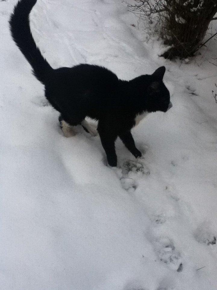 Blanding af racer Tarzan  billede 4