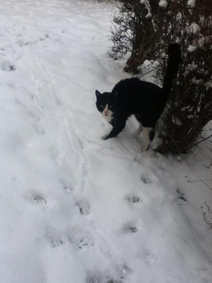 Blanding af racer Tarzan  billede 5