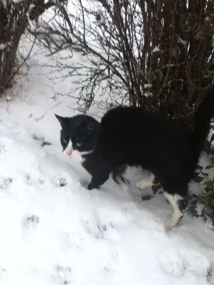 Blanding af racer Tarzan  billede 6