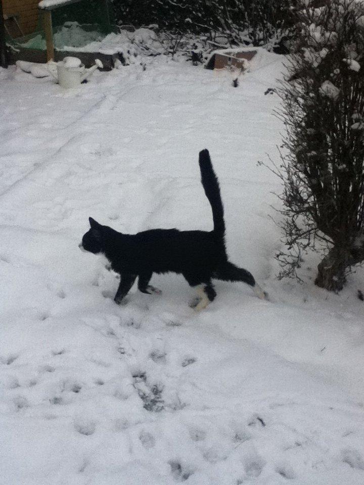 Blanding af racer Tarzan  billede 7