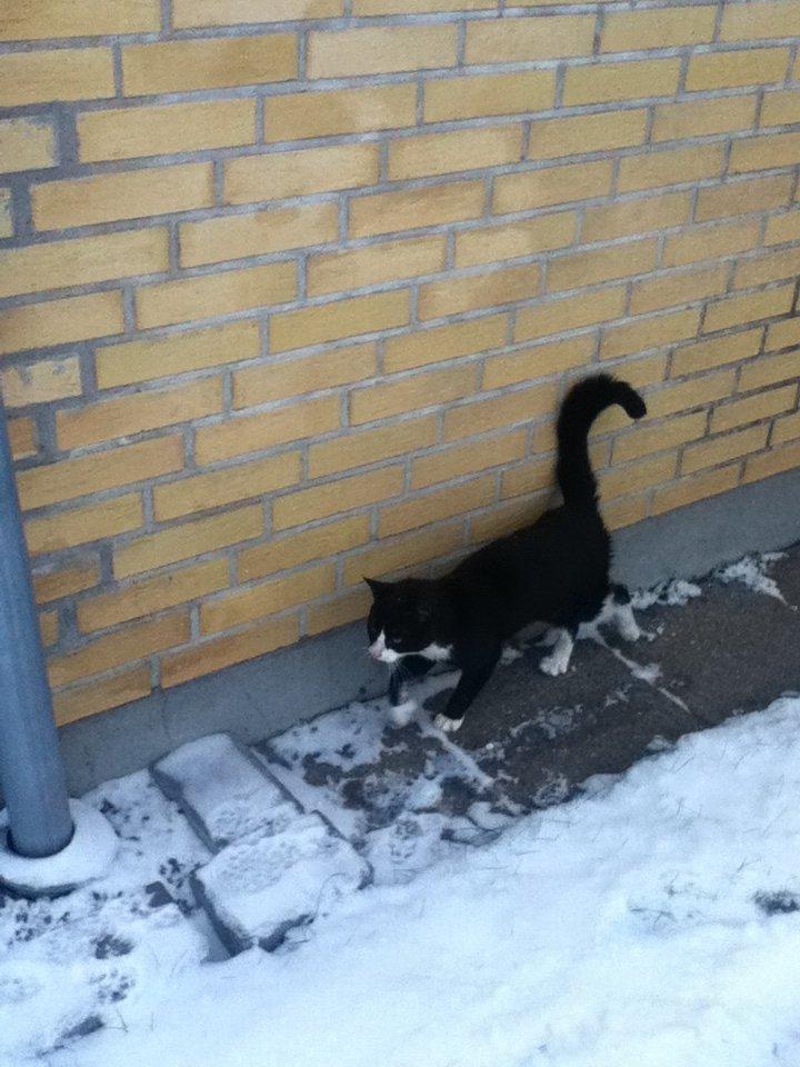 Blanding af racer Tarzan  billede 8