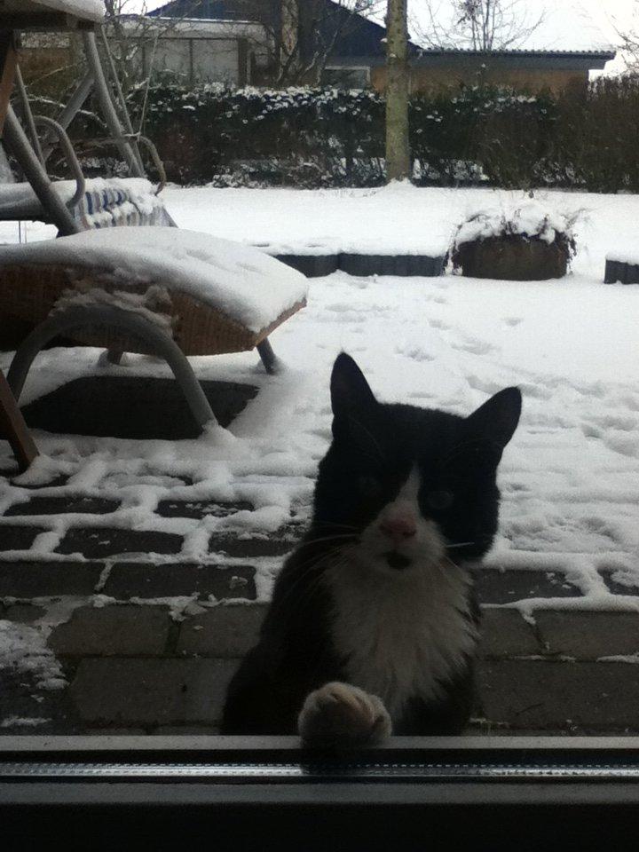 Blanding af racer Tarzan  billede 9