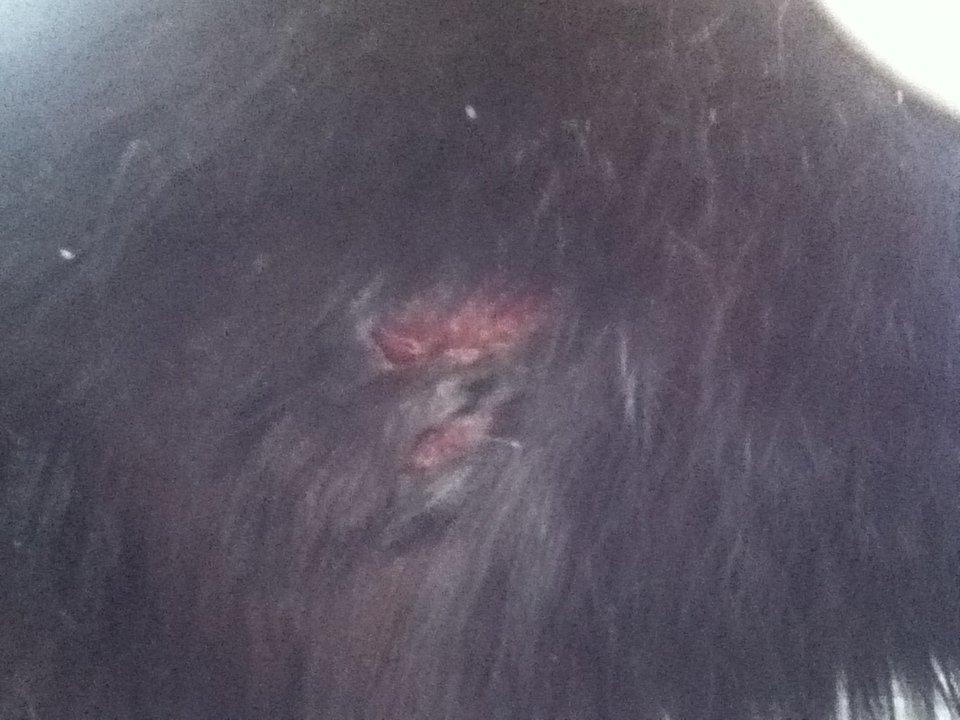 Blanding af racer Tarzan  - hans meget grime sår :-( billede 10