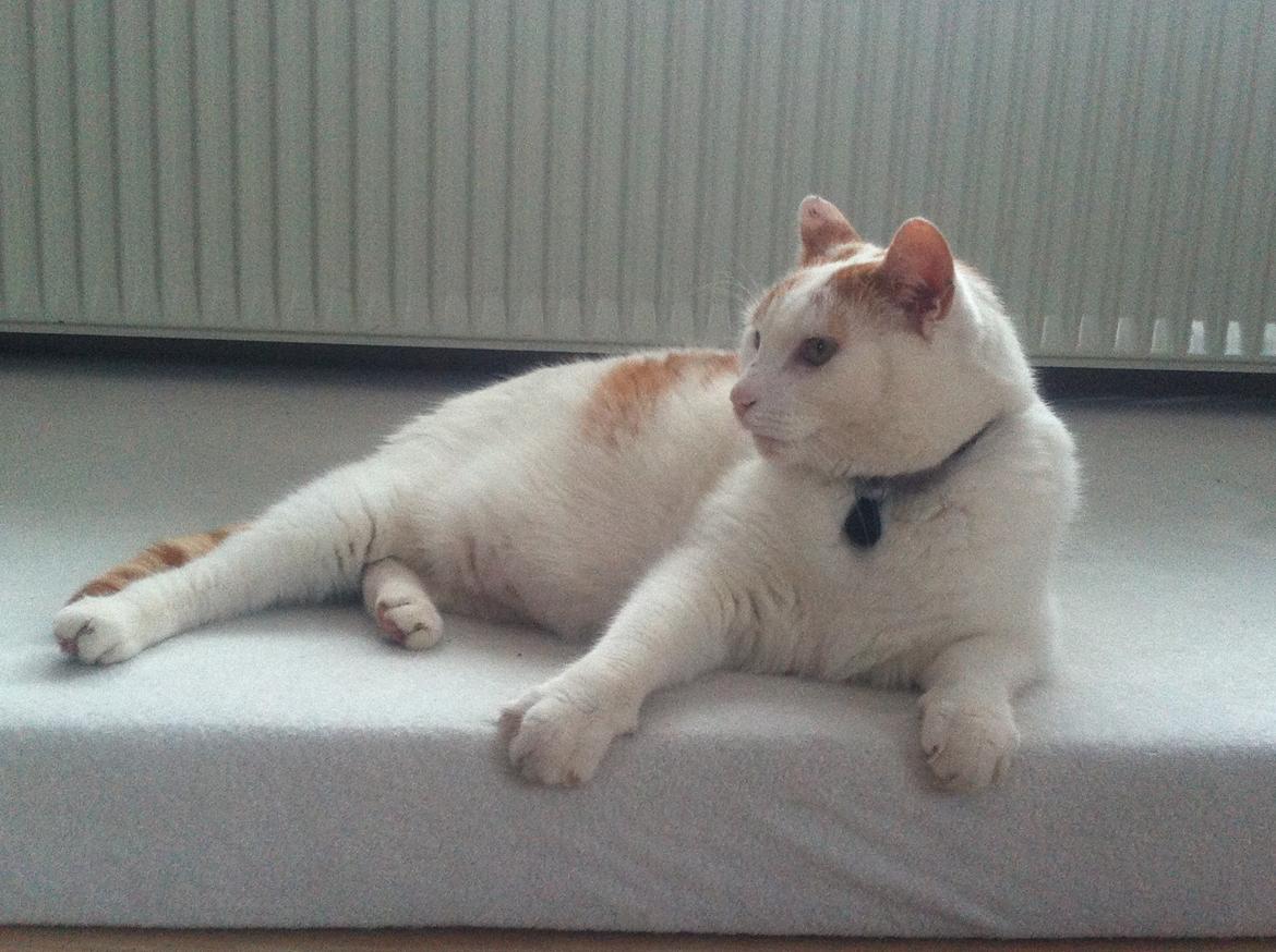 Blanding af racer Plys billede 10