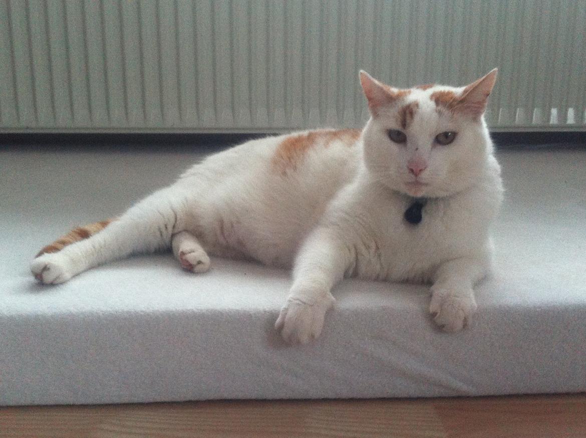 Blanding af racer Plys billede 7