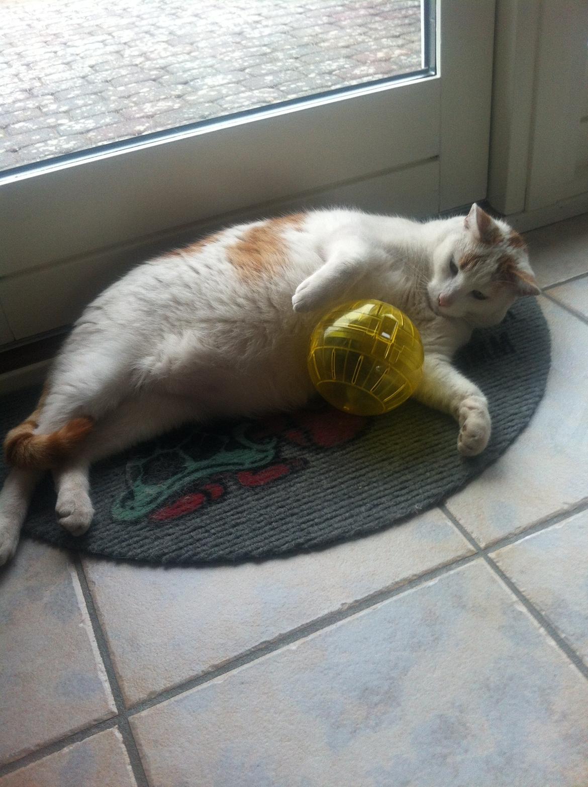 Blanding af racer Plys billede 9