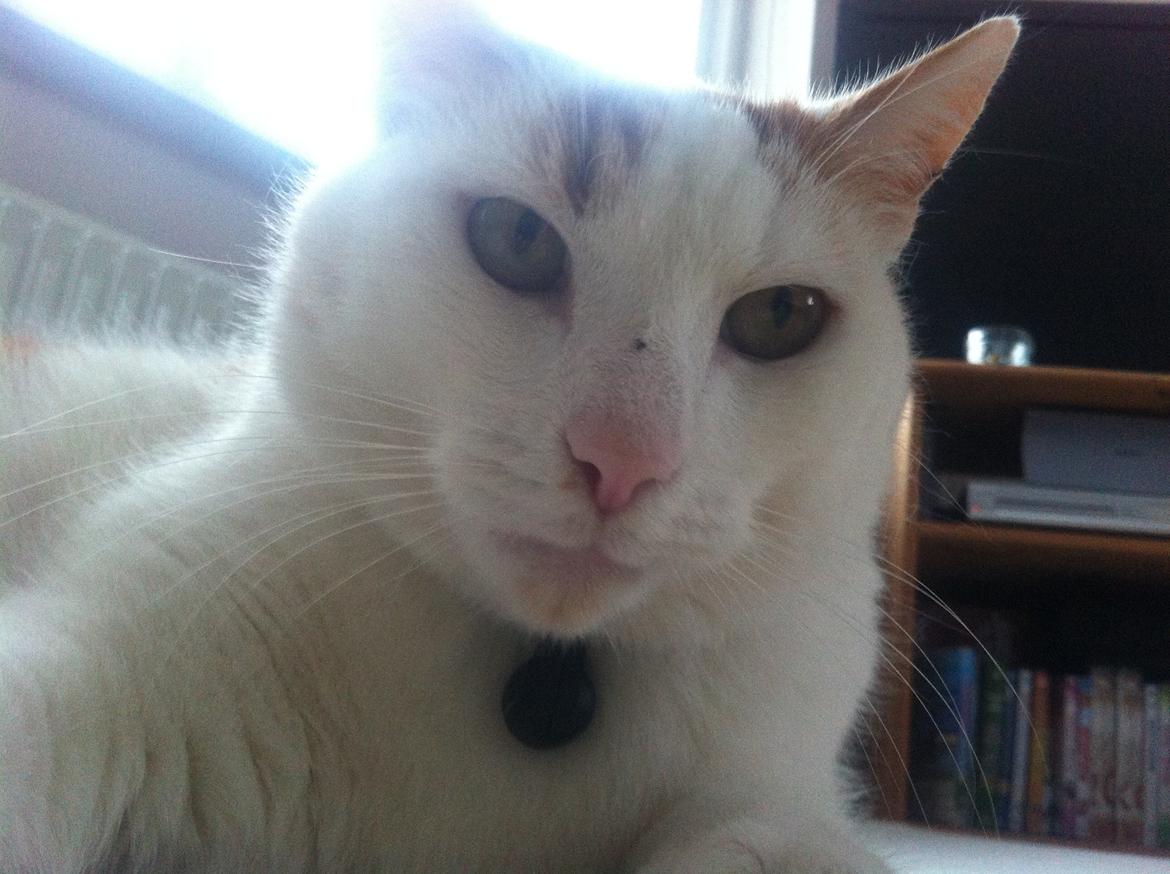 Blanding af racer Plys billede 11