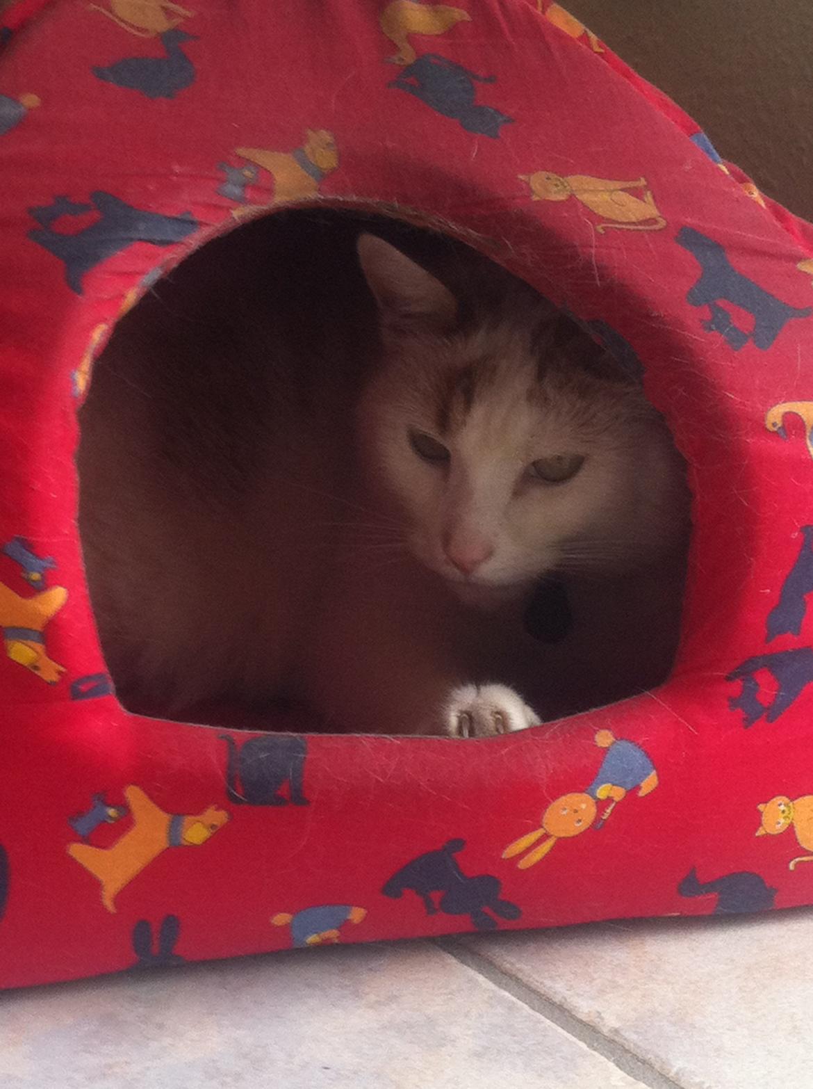 Blanding af racer Plys billede 8