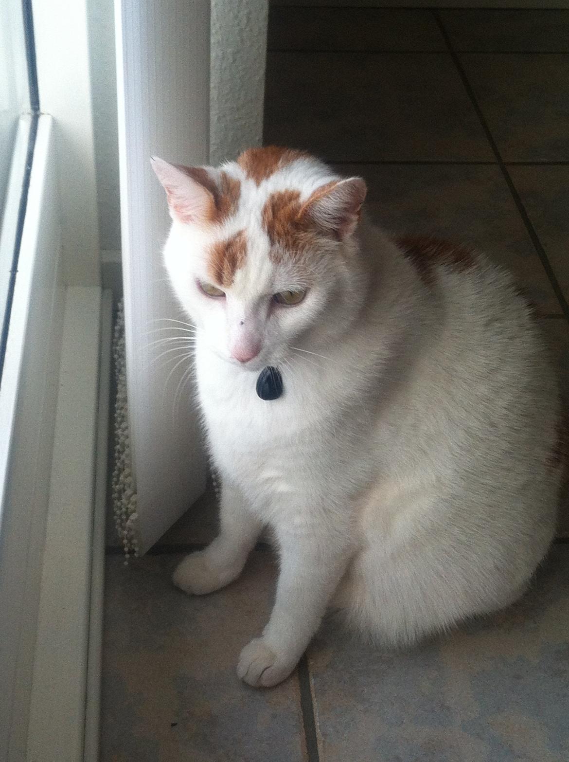 Blanding af racer Plys billede 3