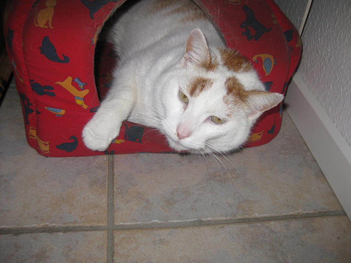 Blanding af racer Plys billede 14