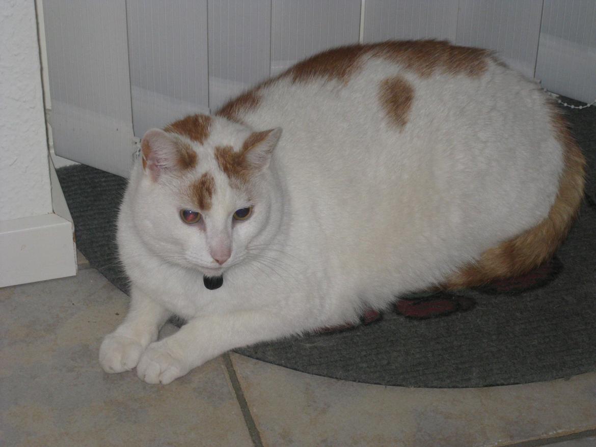 Blanding af racer Plys billede 1