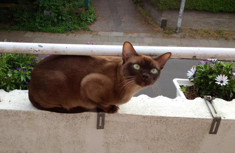 Burmeser Fieldstones Magija billede 5