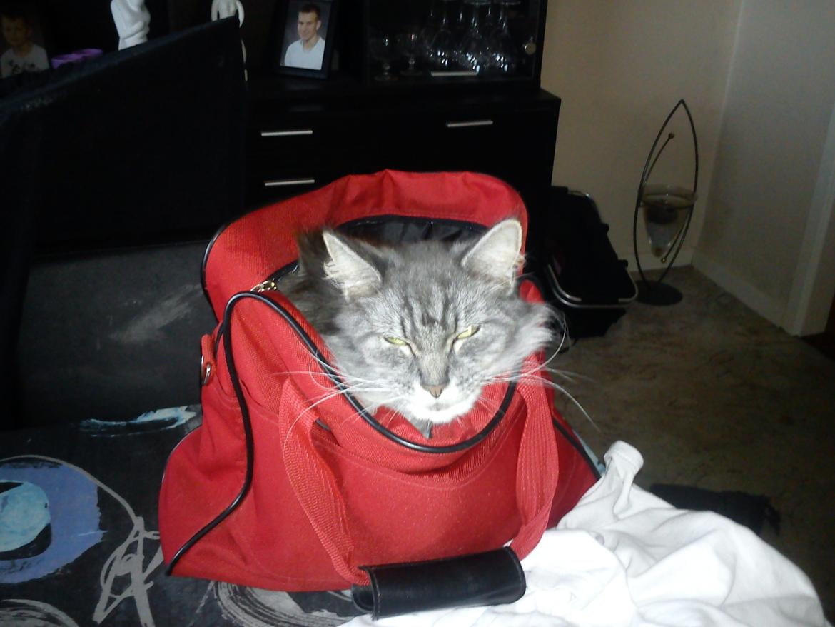 Maine Coon Sleipner/Koda - Næste gang i tager på weekend, så VIL jeg med, er klar. billede 8