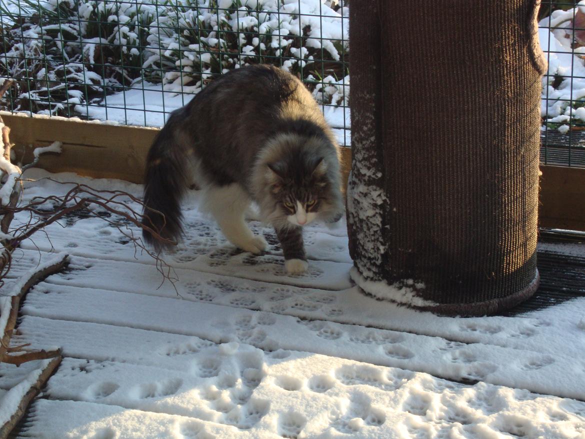 Norsk Skovkat Don Vito - den 13 januar 2013 nu 7 kg tung og ude i snevejret  billede 12