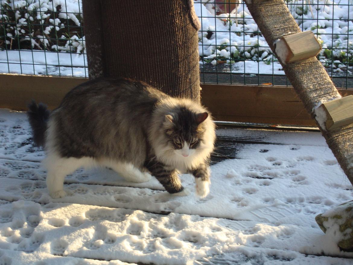 Norsk Skovkat Don Vito - den 13 januar 2013 nu 7 kg tung og ude i snevejret  billede 13