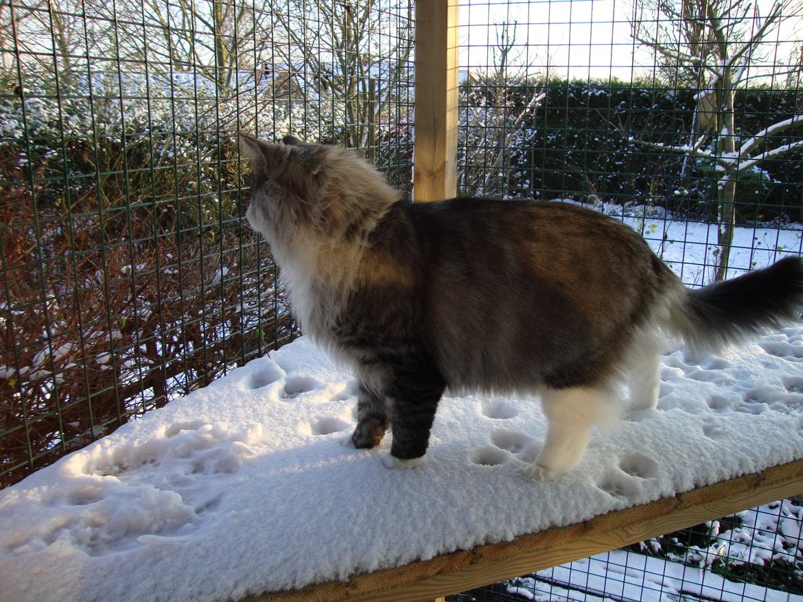 Norsk Skovkat Don Vito - den 13 januar 2013 nu 7 kg tung og ude i snevejret  billede 15