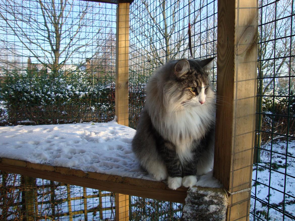 Norsk Skovkat Don Vito - den 13 januar 2013 nu 7 kg tung og ude i snevejret  billede 16