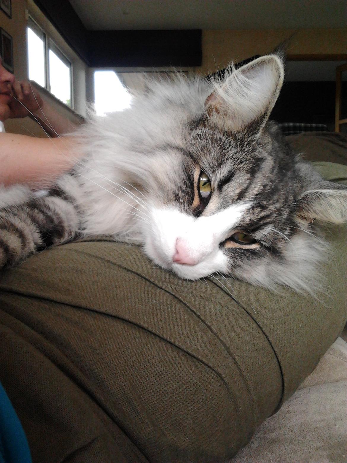 Norsk Skovkat Don Vito billede 17