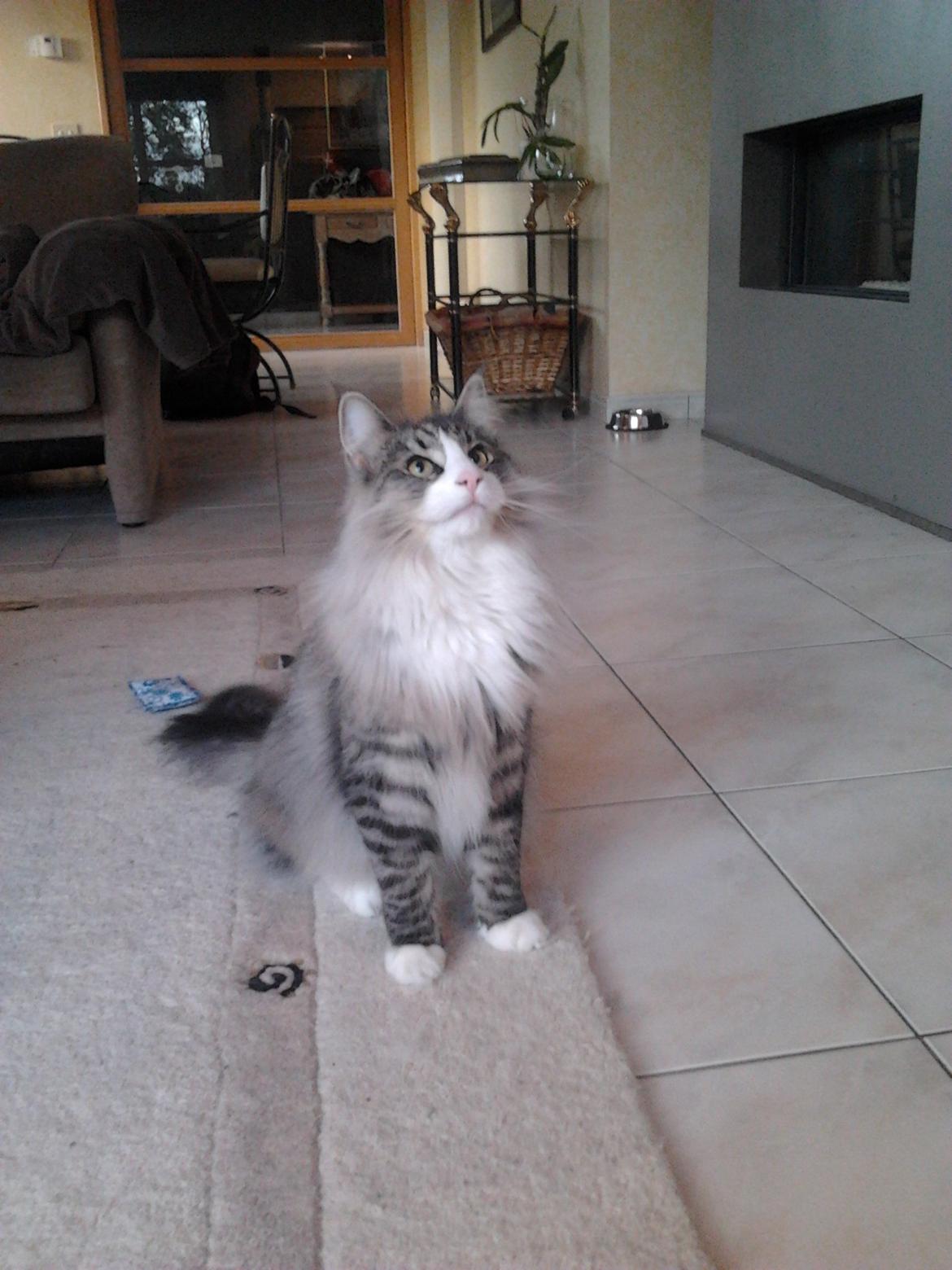 Norsk Skovkat Don Vito billede 18