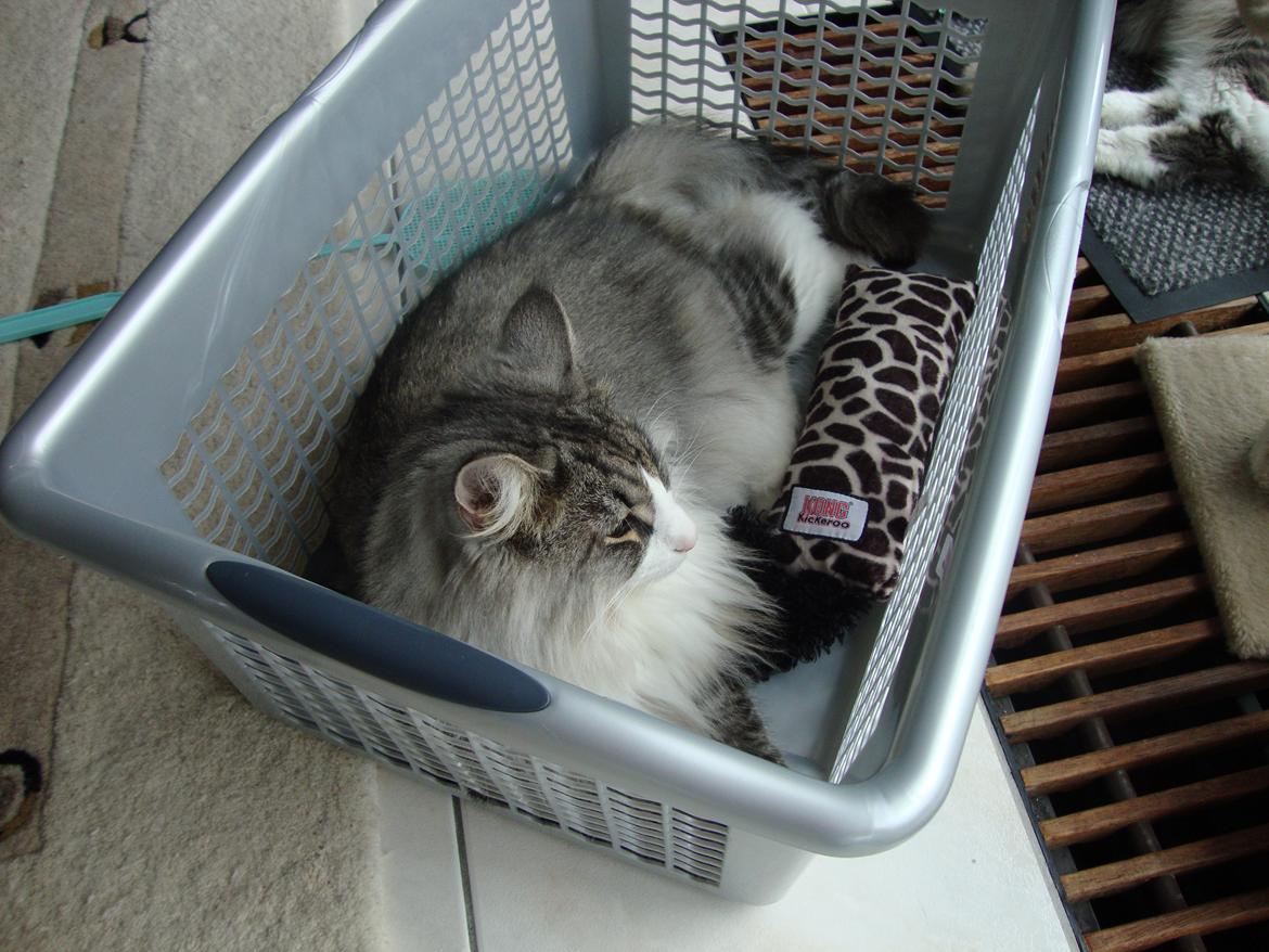 Norsk Skovkat Don Vito billede 19