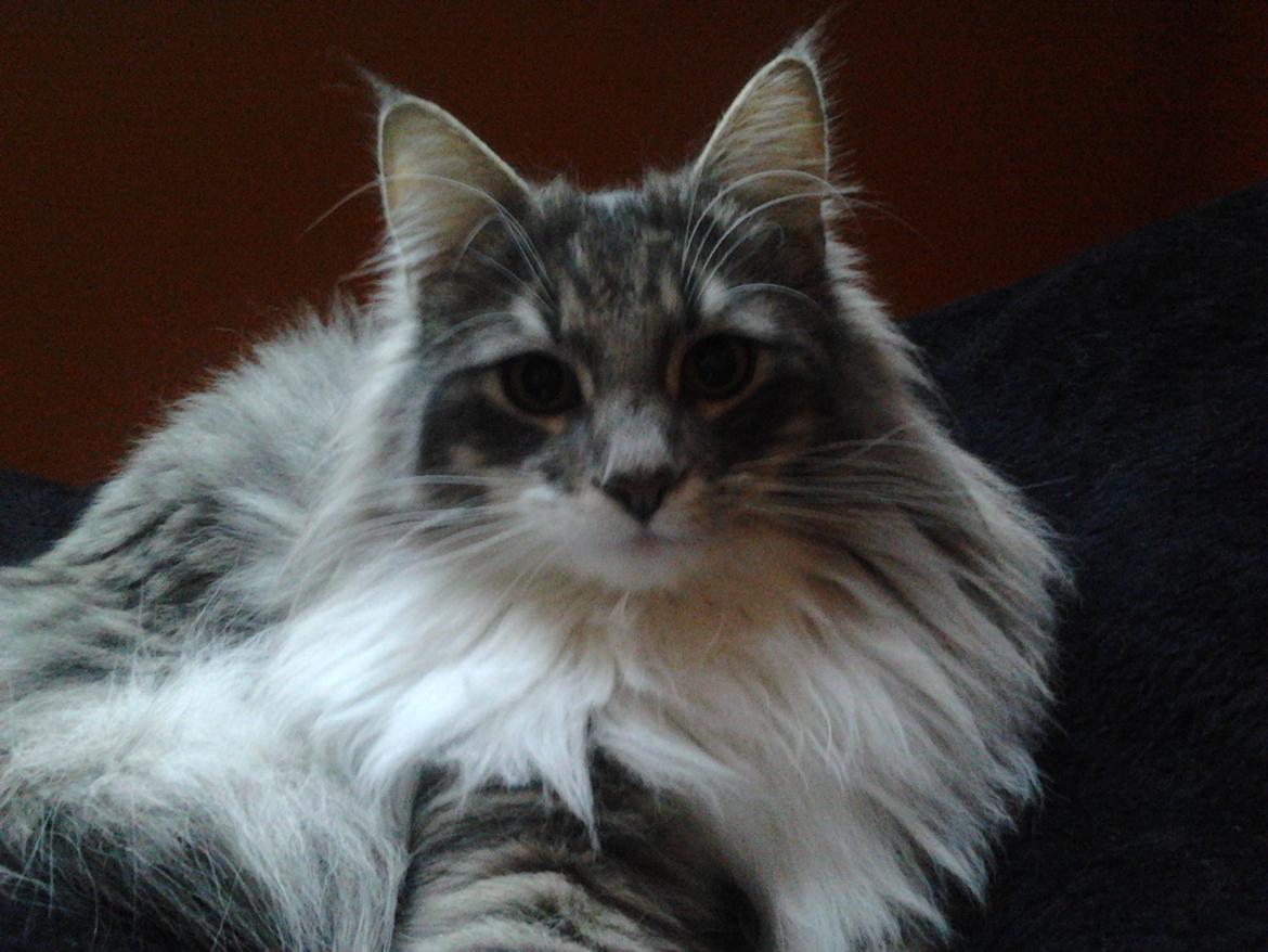 Norsk Skovkat Mr. twitches billede 15