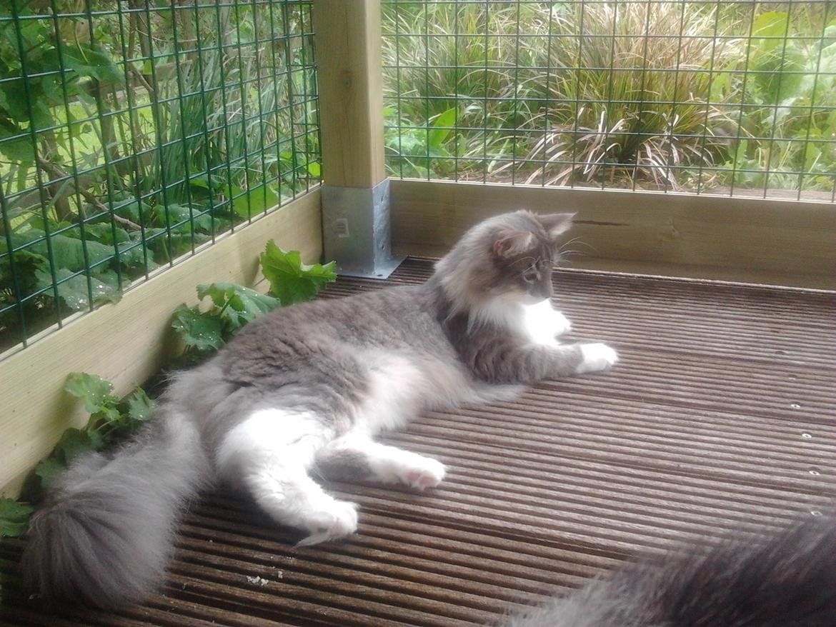 Norsk Skovkat Mr. twitches billede 18