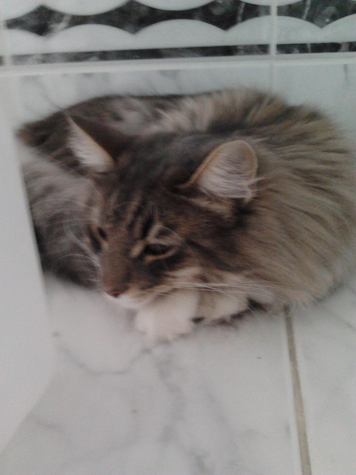 Norsk Skovkat Mr. twitches billede 19